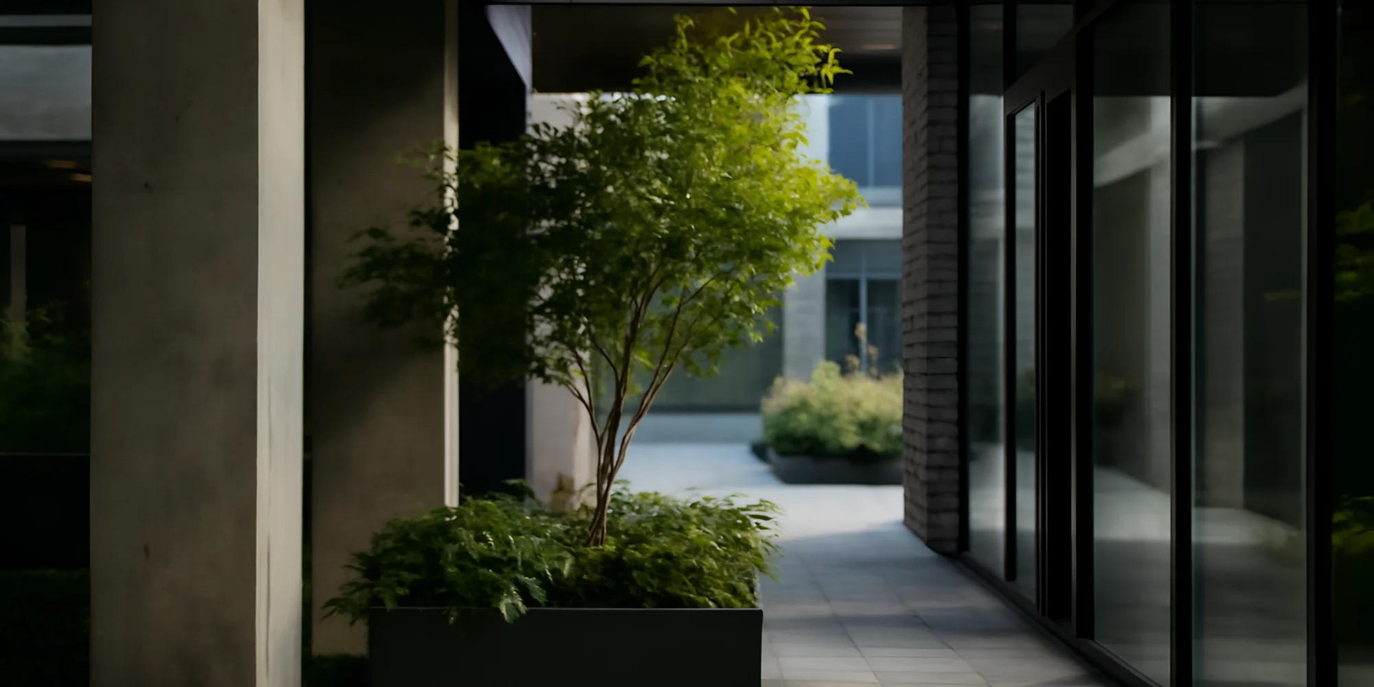 Urban courtyard potted tree plants